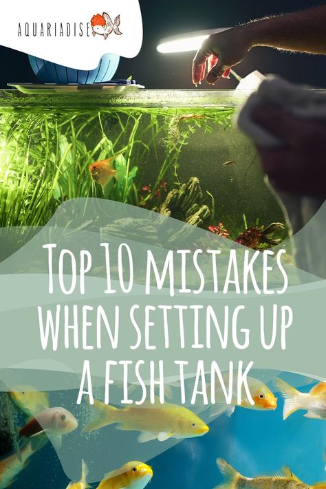 New to the fish keeping hobby? Check out these 10 mistakes that are commonly made when setting up a fish tank. Avoiding these will make your life so much easier in the long run! #fishtank #aquarium #fishkeeping 3 Gallon Fish Tank, 30 Gallon Fish Tank, Aesthetic Fishing, Kids Aquarium, Fish Quotes, Fish Tank Ideas, 10 Gallon Fish Tank, Fish Tank Gravel, Fish Aesthetic