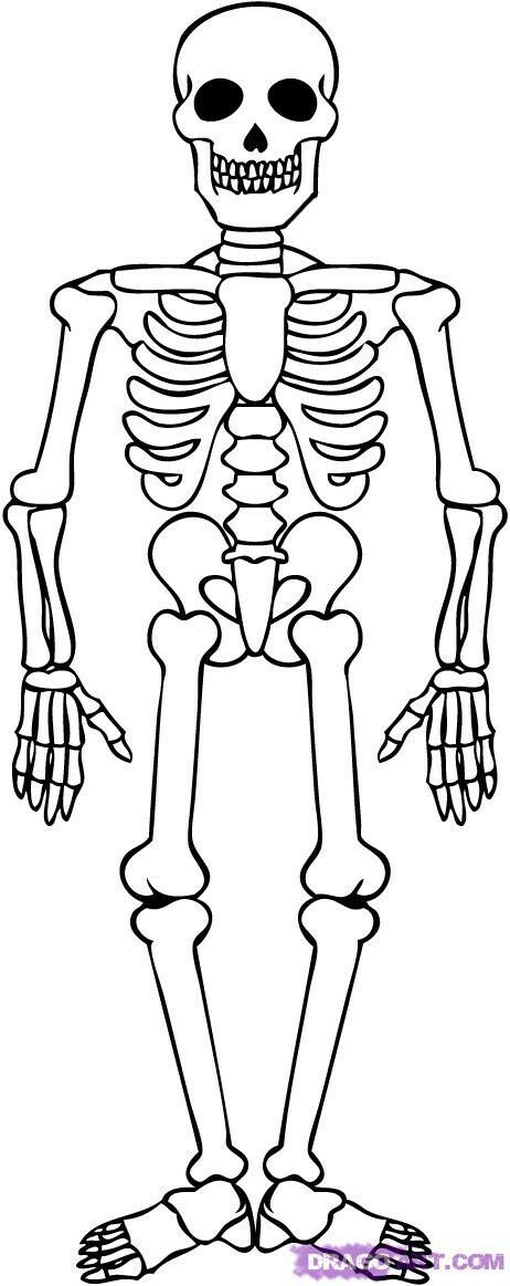 Skeleton Drawing Easy, Skeleton For Kids, Skeleton Template, Skeleton Body, Skeleton Drawings, Skeletal System, Skulls Drawing, Human Skeleton, Skeleton Art