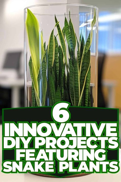 Innovative DIY Projects: Snake Plants Snake Plant Decor, Snake Plant Varieties, Plant Inspiration, Creative Diy Projects, Yucca Plant, Plant Pot Diy, Snake Plants, Gardening Gear, Macrame Plant Hangers