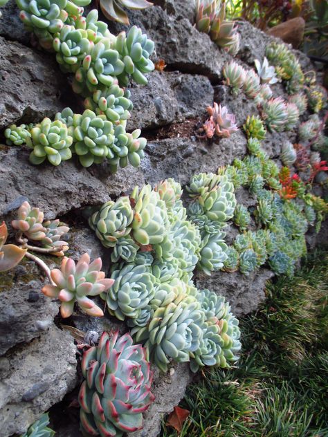 Gorgeous rock wall adorned by succulents! And also perfect for a succulent "coral reef" look. #succulent_wall #SerraGardens_succulents #succulent_seascape Rock Wall Gardens, Succulent Rock Garden, Rockery Garden, Succulent Garden Landscape, Succulent Landscape Design, Drought Tolerant Garden, Succulent Garden Design, Succulent Landscaping, Rock Garden Design