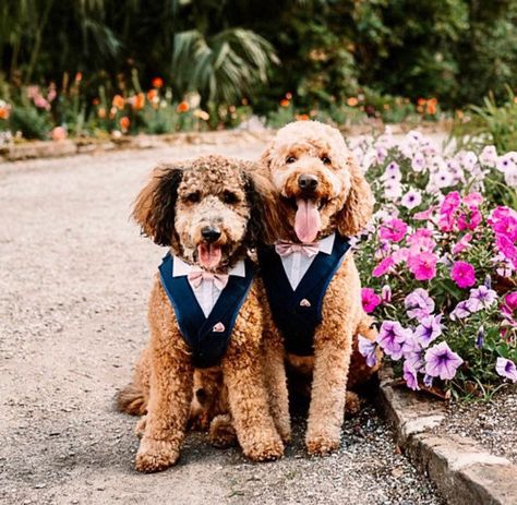 Suit Harness, Dog Wedding Outfits, Dog Wedding Attire, Ring Bearer Dog, Dog Tuxedo, Groomsmen Outfits, Wedding Tuxedo, Dog Suit, Bearer Outfit