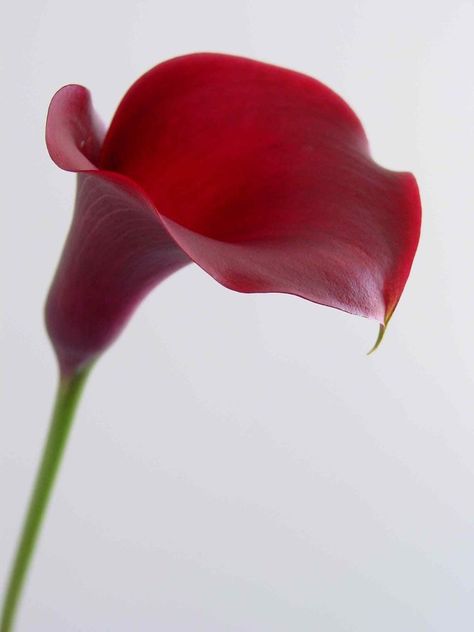 Cut Flower Food, Calla Lily Wedding Flowers, Arum Lilies, Black Calla Lily, Lotr Wedding, Garden Wedding Flowers, Mini Calla Lilies, Arum Lily, Calla Lily Flowers