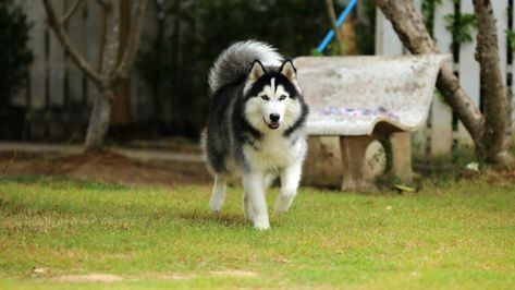 Dramatic Rescue Husky Picks the Worst Time for a Classic Husky Tantrum Bad Timing, Cute Funny Animals, The Worst, The Rain, Husky, Funny Animals, Funny, Animals