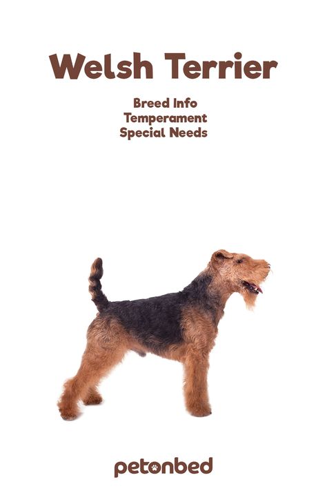 Welsh Terrier Grooming, Welch Terrier, English Terrier, Welsh Terrier, Terrier Breeds, Dog Nutrition, Lord God, Dog Barking, Terrier Dog