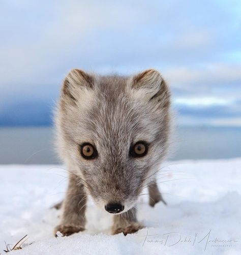 Arctic Fox by © svalbardpictures Baby Arctic Fox, Longyearbyen, Fabulous Fox, Fox Photography, Fox Eyes, Foxes Photography, Arctic Fox, Australian Animals, Animal Facts