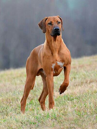 The Rhodesian ridgeback is a dog breed developed in Rhodesia. Its European forebears can be traced to the early pioneers of the Cape Colony of southern Africa, who crossed their dogs with the semi-domesticated, ridged hunting dogs of the Khoikhoi. Rhodesian Ridgeback Dog, Dogs Breeds, Lion Dog, African Lion, About Dogs, Rhodesian Ridgeback, Different Dogs, Hunting Dogs, Doberman