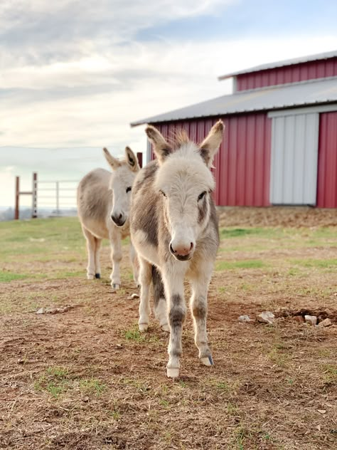 Donkey Pen, Homestead Aesthetic, Mini Farm Animals, Mini Donkeys, Donkey Farm, Farm Pets, Farm Dream, Mini Donkey, Barn Animals