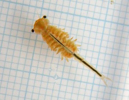 Eubranchipus uchidai  “North Japanese Fairy Shrimp” Fairy Shrimp, Japanese Fairy, Sea Monkeys, Brine Shrimp, Wonderful Life, Marine Animals, Creature Design, Small World, The Pack