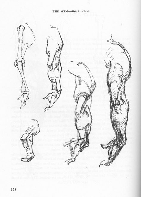 George Bridgman, Drawing From Life, Body Part Drawing, Human Anatomy Art, Human Drawing, Anatomy Sketches, Body Reference Drawing, Figure Sketching, Gesture Drawing