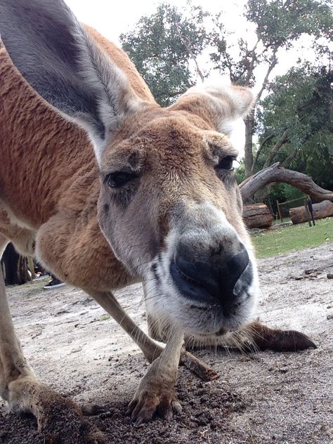 Kangaroo Selfie at Caversham Wildlife Park, Perth. Caversham Wildlife Park, Living In Australia, Wildlife Park, Australia Living, Perth, Kangaroo, Sydney, Acrylic Painting, Pom Pom