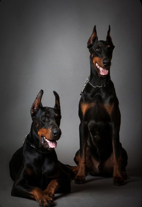 European Doberman, Doberman Puppies, Black Doberman, Regard Animal, Doberman Love, Pinscher Dog, Doberman Pinscher Dog, Scary Dogs, Books Cover