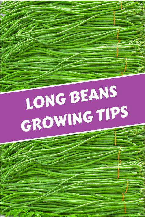 Discover the ultimate long beans gardening guide to cultivate these versatile veggies in your backyard. Gain insights on selecting the best seeds, planting them correctly, providing adequate support, ensuring proper watering and fertilization, and harvesting your long beans for a rewarding yield at the end of the season. Mastering the art of growing long beans has never been easier with our comprehensive tips and tricks. Start your gardening journey now for a successful harvest! Long Beans Garden, Beans Growing, Raised Bed Garden Layout, Bean Garden, Grow Lemongrass, Growing Green Beans, Seeds Planting, Long Beans, Gardening Guide