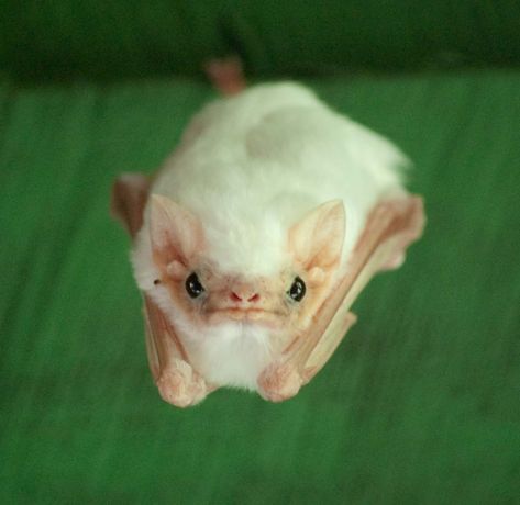 White bats from Honduras - Album on Imgur Northern Ghost Bat, Ghost Bat, Bat, Ghost, Green, White