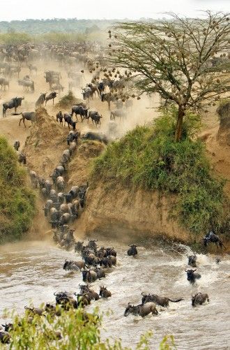 Backpack Inspiration, Travel Africa, Kenya Safari, Tanzania Safari, Safari Travel, Vantage Point, Safari Adventure, Africa Safari, Travel Photography Inspiration