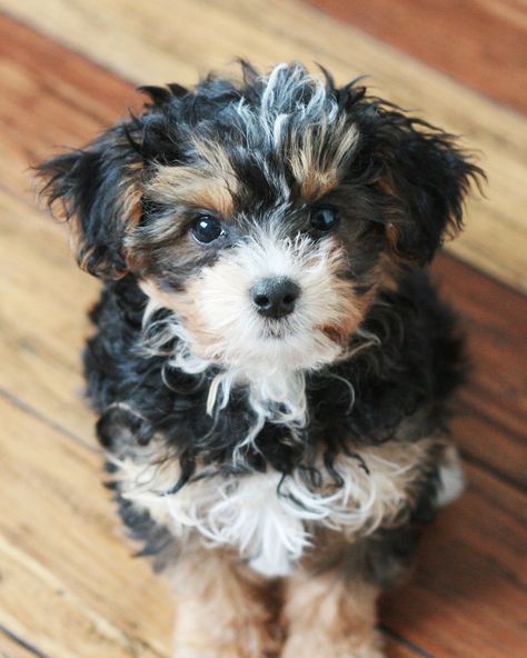 The most adorable yorkie poo puppy ever! This tri-colored little girl, Luna, is the newest addition to the Meadowbelle family. Isn't her little white moonspot on the top of her head the sweetest?! Black Yorkie Poo, Black Yorkie, Yorkie Poo Puppies, Puppy Black, Yorkie Poodle, Puppies Near Me, Yorkie Mix, Daisy Dog, Teddy Dog