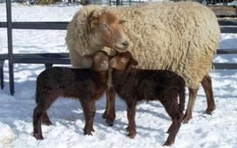 California red hair and wool hair sheep Subsistence Living, Red Sheep, Cinnamon Red, Baa Baa Black Sheep, Sheep Breeds, Baby Sheep, Counting Sheep, Red Face, Sheep And Lamb