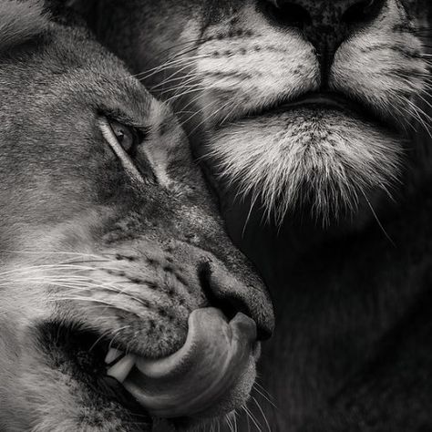 Lion And Lioness Love, Lioness Photography, Lion And Lioness, Love Tattoo, Wildlife Nature, Nature Art, Lion