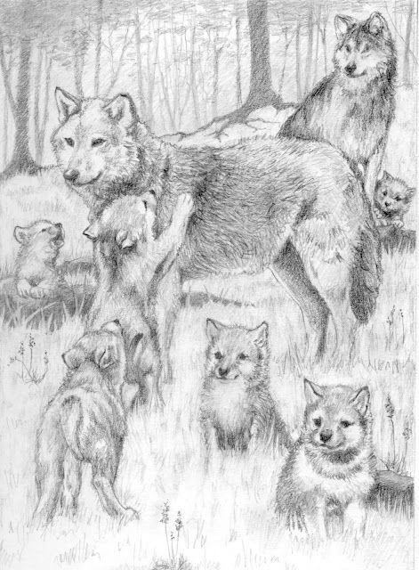 Wolf Family Drawing, Wolf Family Tattoos For Men, Wolf Family Tattoo, Drawing Wolf, Drawings Of Animals, Wolf Family, Wolf Sketch, Native American Wolf, Family Coloring Pages