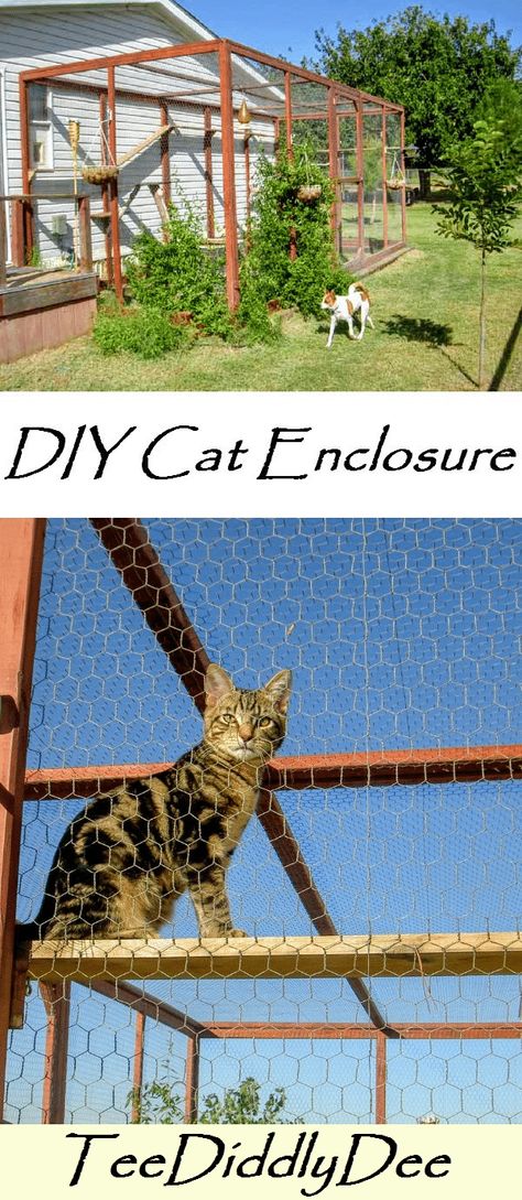 Diy Catios For Cats Outside Easy, Catio Plans Diy, Cat Structures, Cattery Ideas, Washington Backyard, Outside Cat Enclosure, Dog Enclosures, Cat Homes, Barrel Train