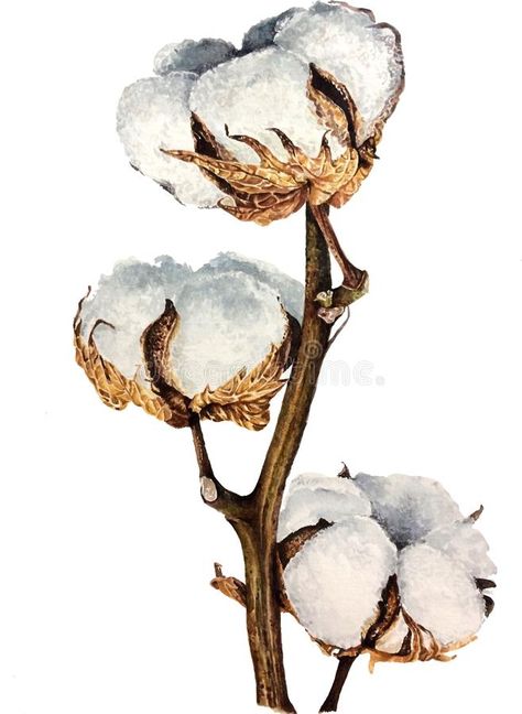 Cotton Watercolor Paintings, Cotton Flower Illustration, Cotton Flower Drawing, Cotton Bud Painting, Cotton Drawing, Cotton Illustration, Art Deco Logo, Cotton Watercolor, Cotton Painting