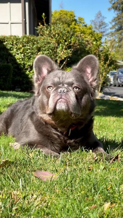 Pin on fluffy frenchie puppy | Merle fluffy frenchie Fluffy Frenchie, Merle Frenchie, Merle French Bulldog, Baby Bulldog, English Bulldog Puppies, Best Puppies, Frenchie Puppy, Cute French Bulldog, French Bulldog Puppies