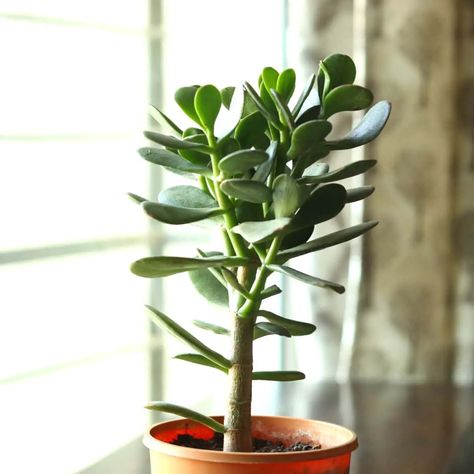 5 Ways To Revive A Top Heavy Jade Plant - Indoor Mint Plants House, Jade Plant, Plant Indoor, Jade Plants, 5 Ways, Indoor Plants, To Learn, Jade, Mint