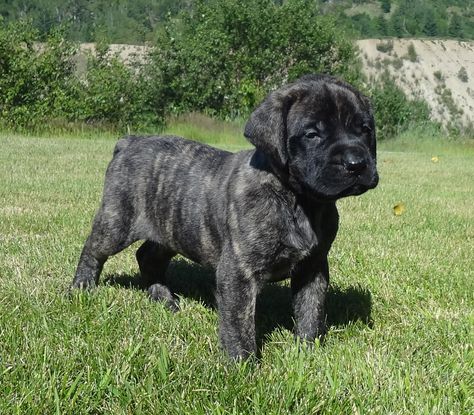 McIlmoyle Mastiffs | Mastiff breeders in Interior BC, Canada Brindle English Mastiff, Brindle Mastiff, British Mastiff, English Mastiff Puppies, Mastiff Puppy, Mastiff Breeds, Giant Dog Breeds, Mastiff Puppies, Fierce Animals