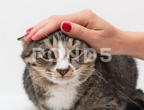 Hand stroking a cat Stock Photos #AD ,#stroking#Hand#cat#Photos Hand Petting Cat Reference, Cat Hands Pose, Petting Hand Reference, Hand Petting Cat, Petting Cat, Cat Stock Image, Color Theory Art, Cat Stock, Cat Reference