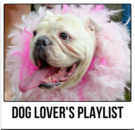 Dog Lover's Playlist:  45 Songs For People Who Love Dogs Beat Friends, Pet Parade, Dog List, Fall Dog, Dog Halloween Costumes, Smiling Dogs, Rescue Dog, Dog Gear, Pet Costumes