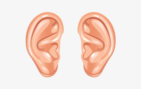 Ear Images, Ear Picture, Auditory Processing Disorder, How To Draw Ears, Cartoon Ears, Basic Anatomy And Physiology, Auditory Processing, Strange Facts, Bathroom Remodel Pictures