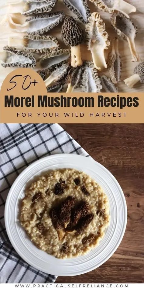 50+Morel Mushroom Recipes for Spring - If you're morel mushroom hunting this spring, you'll need a few of the best morel recipes on hand. Morel mushrooms need to be cooked prior to eating otherwise they're toxic and there's no easier way to cook them than a delicious morel mushroom pizza, morel mushroom pasta, or morel mushroom soup. fried morel mushroom recipes | breaded morel mushrooms | foraging morels | morel risotto | morel risotto | morel cream sauce Cooking Morel Mushrooms, Morel Recipes, Morel Mushroom Recipes, Fungi Recipe, Morel Mushroom Hunting, Wild Mushroom Recipes, Edible Wild Mushrooms, Recipes For Spring, Healthy Spring Recipes