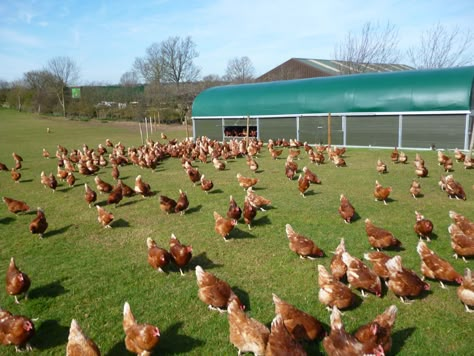 These are the hens that lay for college farm eggs ( happy hens) Types Of Hens Backyard Chickens, Chicken Farm Photography, Chicken Tractor For Laying Hens, Raising Meat Chickens, Poultry Farm Design, Hen Farm, Poultry Farming, Chicken Coop Garden, Poultry House