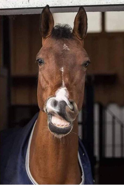 Horse With Ears Back, Horse Profile Pictures, Pegasus Reference, Horse Reference Photos, Horse Looking Back, Horse Pfp, Angry Horse, Smiling Horse, Horse Smiling