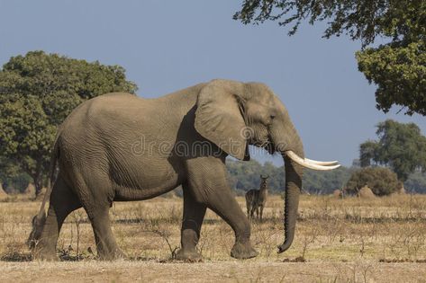 Side view of African Elephant bull walking. With Common Waterbuck in the backgro , #AFF, #African, #Elephant, #Side, #view, #bull #ad Elephant Side Profile, African Elephant Photography, Elephant Side View, Aesthetic Elephant, Elephant Aesthetic, Drawing Elephant, Forest Elephant, Elephant Habitat, African Forest