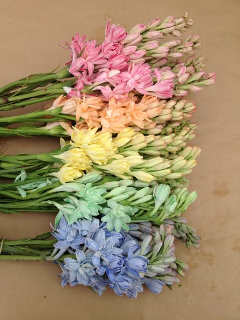 tuberose fun (orange) Pastel Rainbow Wedding, A Bunch Of Flowers, Rainbow Wedding, Trendy Flowers, Pastel Wedding, Color My World, Pastel Colours, Bunch Of Flowers, Pretty Pastel