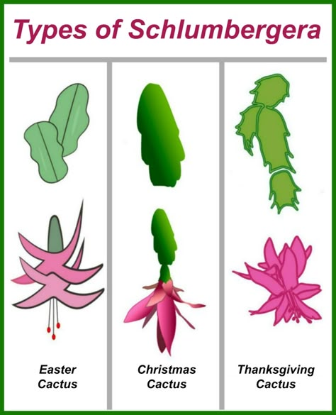 Different Types Of Cactus Plants, Schlumbergera Plant, Crab Cactus, Cactus Leaves, Christmas Cactus Care, Types Of Cactus Plants, Christmas Cactus Plant, Easter Cactus, Thanksgiving Cactus