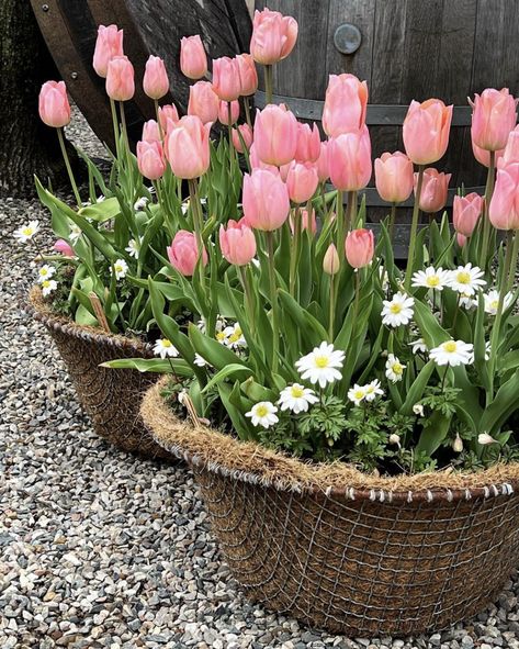 Small Tulip Garden, Tulip Container, Container Tulips, Maximalist Flowers, Garden Flat, Project 2025, Tulip Garden, Garden Plan, Tulips Garden