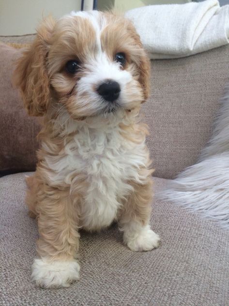 Cavachon Puppies, Puppies Cute, Cockapoo Puppies, Cavapoo Puppies, Super Cute Puppies, Cute Animals Puppies, Dogs Cute, Really Cute Dogs, Cute Little Puppies