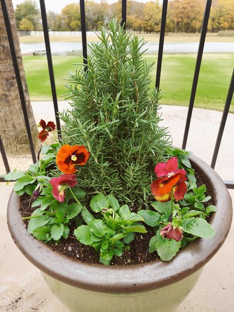 Red Pansies, Winter Pansies, Large Flower Pots, Outdoor Pots, Bed Ideas, Flower Bed, Large Flowers, Flower Beds, Pansies