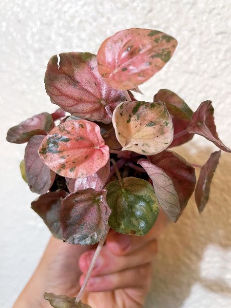 Peperomia Pink Lady, Wishlist Plants, Pink Plants, Plant Wishlist, Plant Mama, Pink Plant, Plant Aesthetic, Pink Lady, Room With Plants