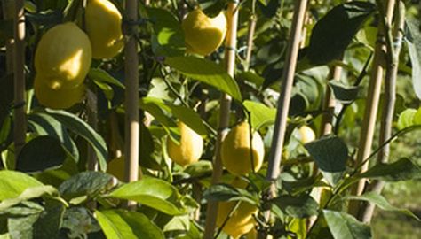 Lemon Trees in Texas | Garden Guides Grow Lemon, Growing Lemon Trees, Yellow Fruits, Wooden Wagon Wheels, Leaf Identification, Citrus Tree, Texas Garden, How To Grow Lemon, Citrus Plant