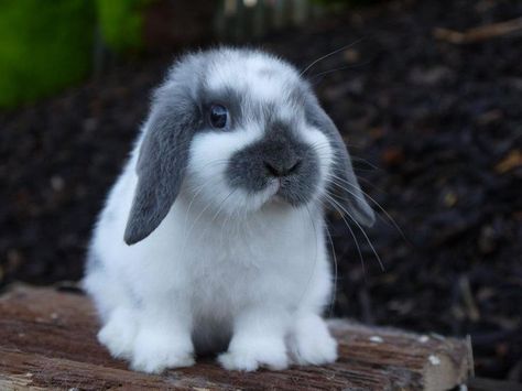 25+ best ideas about Mini lop rabbit on Pinterest | Mini lop, Lop ... Mini Lop