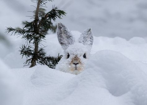 It's that time of year, when bunny's fur changes color! - April 13, 2022 Bunny In Snow, Snowshoe Rabbit, Snowshoe Hare, Daily Bunny, Arctic Hare, Ny Life, Boreal Forest, Bunny Pictures, Bunny Lovers