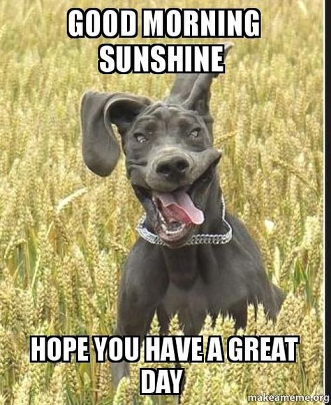 Good Morning Sunshine, Hope You Have A Great Day morning good morning good morning memes Birthday Meme Dog, Good Day Meme, Have A Nice Afternoon, Great Day Quotes, Funny Good Morning Memes, Good Morning Handsome, Morning Memes, Good Morning Funny Pictures, Happy Morning Quotes