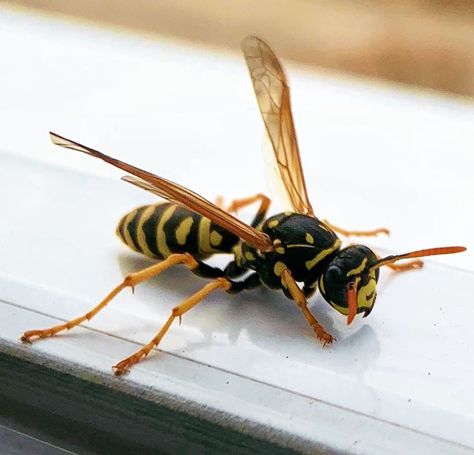 Annett on Instagram: “☀️ the visit of the wasp☀️ #wasp #insects #photography” Hornet Aesthetic, Wasp Aesthetic, Wasp, Miniature Painting, Old Money, Insects, Bee, Photography, Instagram