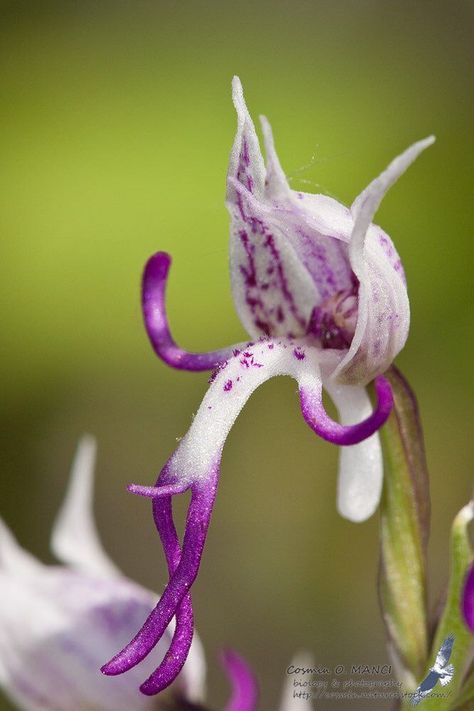 Orchis Italica, Orchid Meaning, Monkey Orchid, Japanese Monkey, Incredible Nature, Natural Form Art, Plant Fungus, Monkey Face, The Orchid