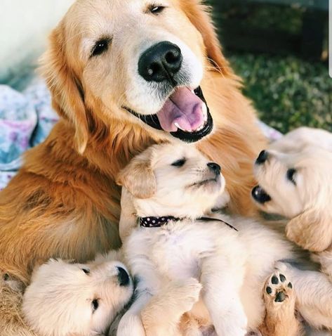 Cute Fluffy Dogs, Cute Dog Wallpaper, Dog Mommy, Very Cute Puppies, Really Cute Puppies, Really Cute Dogs, Fluffy Dogs