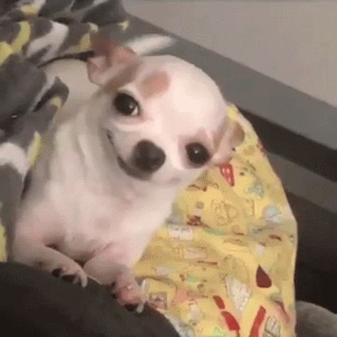 Puppy Cute GIF - Puppy Cute HappyPuppy - Discover & Share GIFs Animated Gif, Chihuahua, Gif