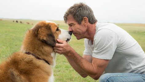 Gavin Polone on 'A Dog's Purpose' Outcry, What Really Happened and Who's to Blame A Dogs Purpose Movie, A Dog's Purpose, A Dog's Journey, A Dogs Purpose, Britt Robertson, Dog Movies, Owen Wilson, Richard Gere, Film Tv