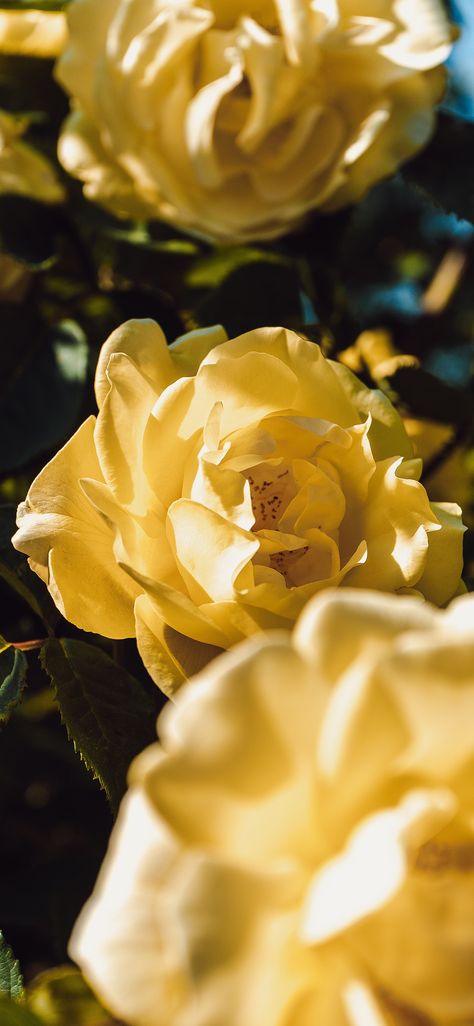 Beautiful Roses Wallpaper, Roses Wallpaper Backgrounds, Wallpaper Backgrounds For Iphone, Yellow Flower Wallpaper, Wallpaper Iphone Roses, Garden Escape, Iphone Wallpaper Yellow, Floral Wallpapers, Roses Wallpaper